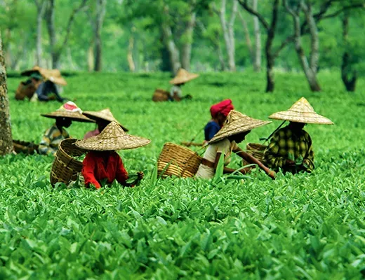 Assam